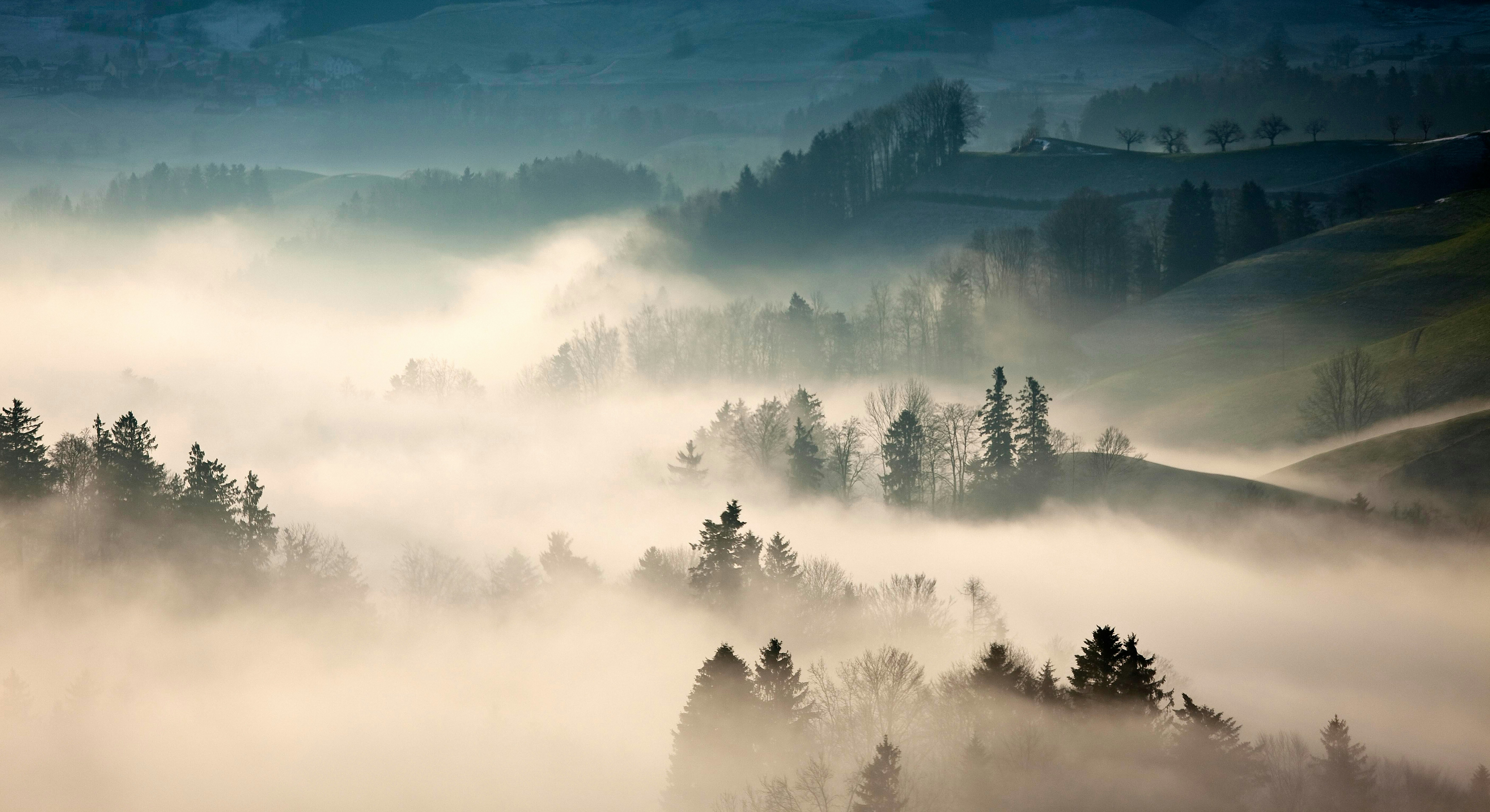 trees covered with fog during daytime